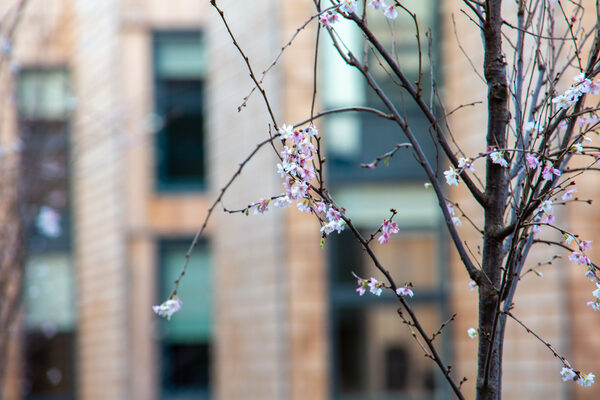 Flowering Blossom Branch, in front of Churchwood Gardens Residential Architecture Building in London by Bryden Wood