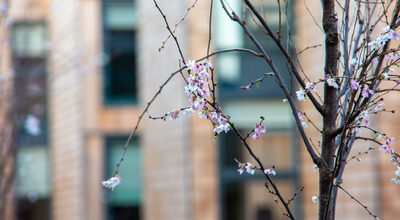 Flowering Blossom Branch, in front of Churchwood Gardens Residential Architecture Building in London by Bryden Wood